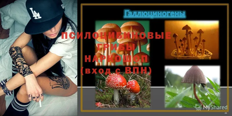 Галлюциногенные грибы Psilocybe  Ковров 